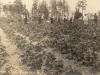 First Nations Strawberry Pickers
