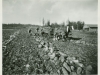Harvesting Giant Mangels