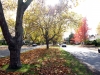 Shelbourne Street Memorial Trees